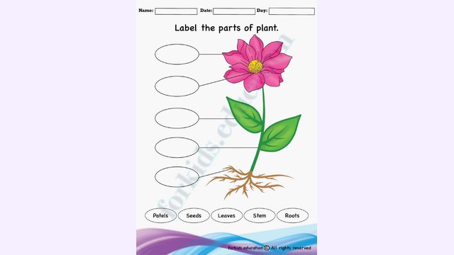 Preview of Label The Parts Of The Plant | Free PDF Printable