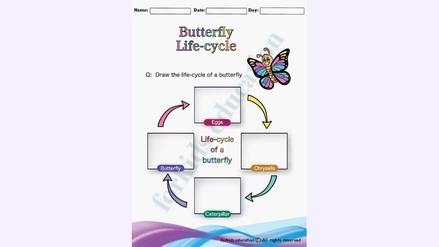 Preview of Free Butterfly Life Cycle Worksheet