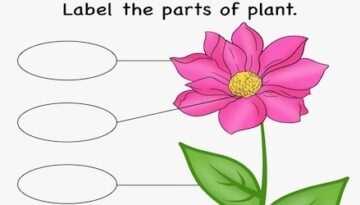 Label-the-parts-of-plant
