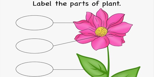 Label-the-parts-of-plant